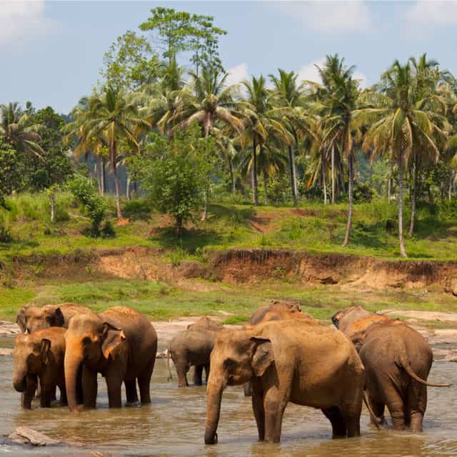 Sri Lanka Tour Packages